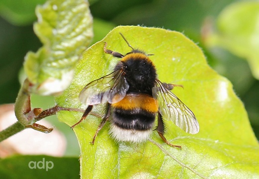 Bombus terrestris, Buff-tailed Bumblebee, worker, Alan Prowse
